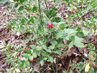 Bosco_Nicolosi - Ruscus_aculeatus_20101029 022.jpg